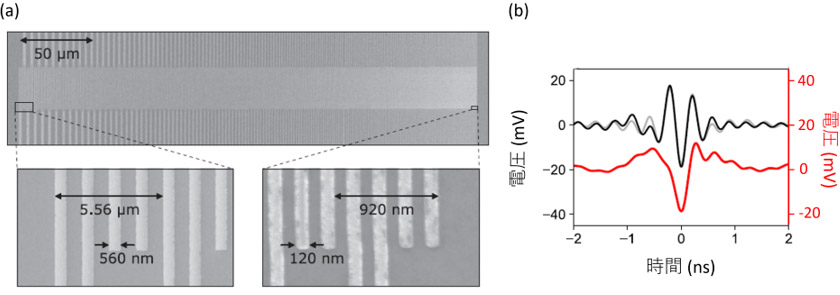 図2　(a)作製したチャープIDTの電子顕微鏡写真。(b)チャープIDTを用いて発生させた表面弾性波の孤立パルス形状をシミュレーションにより求めたもの（赤の実線、縦軸は右）。これに検出器の特性を加味した波形（灰色の実線、縦軸は左）は、実験で得られた実測波形（黒の実線、縦軸は左）をよく再現している。