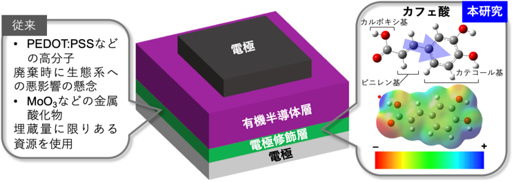 図1 有機半導体デバイスの電極修飾層に用いられる従来の材料の課題と本研究で着目したカフェ酸。カフェ酸の分子構造と電荷密度分布も示した。矢印の方向に永久双極子モーメントを持つ。電荷密度分布は、分子上の電荷の偏りを表しており、マイナスに大きければ赤、プラスに大きければ青で示している。