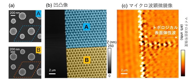 図2 . ( a)鏡像。( b)トポロジーの異なる二種類の微細、(c)金属パターンA、B走査型マイクロ波顕微鏡で観測した凹凸像との走査型電子顕微2.38GHz波に由来するコントラスト。